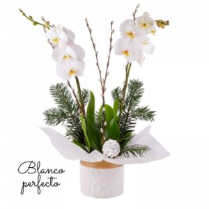 Arreglos para cumpleaños de orquídea (Blanco)