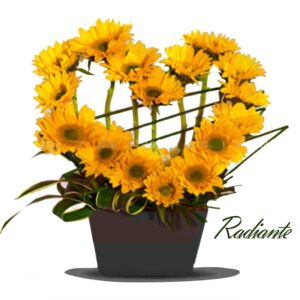 Regalos para cumpleaños (Radiante)