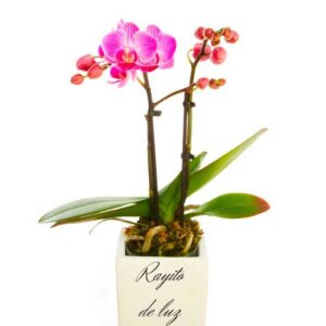 Arreglos plantas de orquídeas Rayito de luz