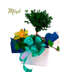 Regalo de bonsái(Miró)