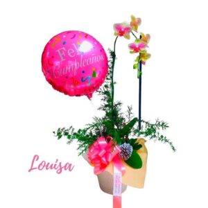 Plantas de orquídeas (Louisa)