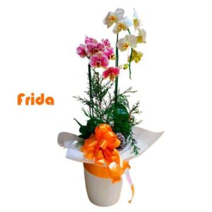 Plantas de orquídeas( Frida)