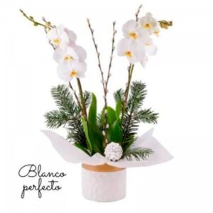 Arreglos Plantas de Orquídeas( blanco perfecto)