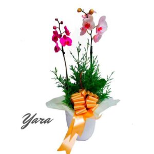 Orquídeas Base Cerámica elegante(Yara)