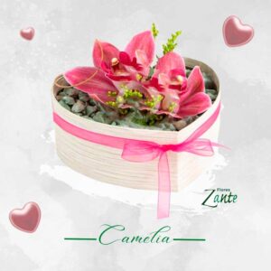 Orquídeas Regalo Camelia